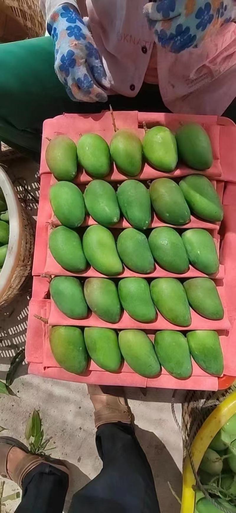 台农芒果，市场果，电商果，工厂加工果，欢迎大家咨询