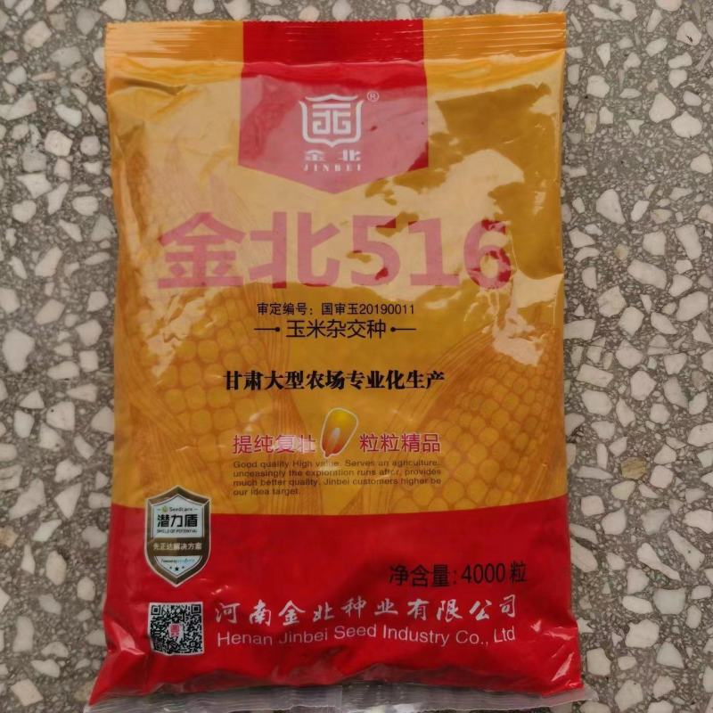 金北516玉米种子国审抗病矮杆大棒抗高温黄金角质粮，适应