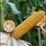 金北516玉米种子国审抗病矮杆大棒抗高温黄金角质粮，适应