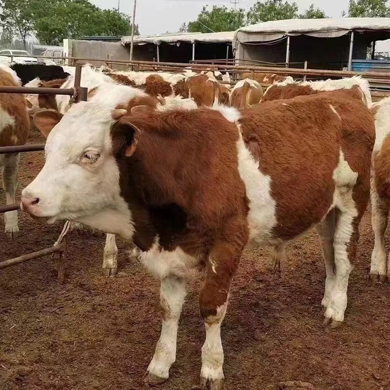 西门塔尔牛犊正宗养殖场直供任意挑选包活到家欢迎咨询
