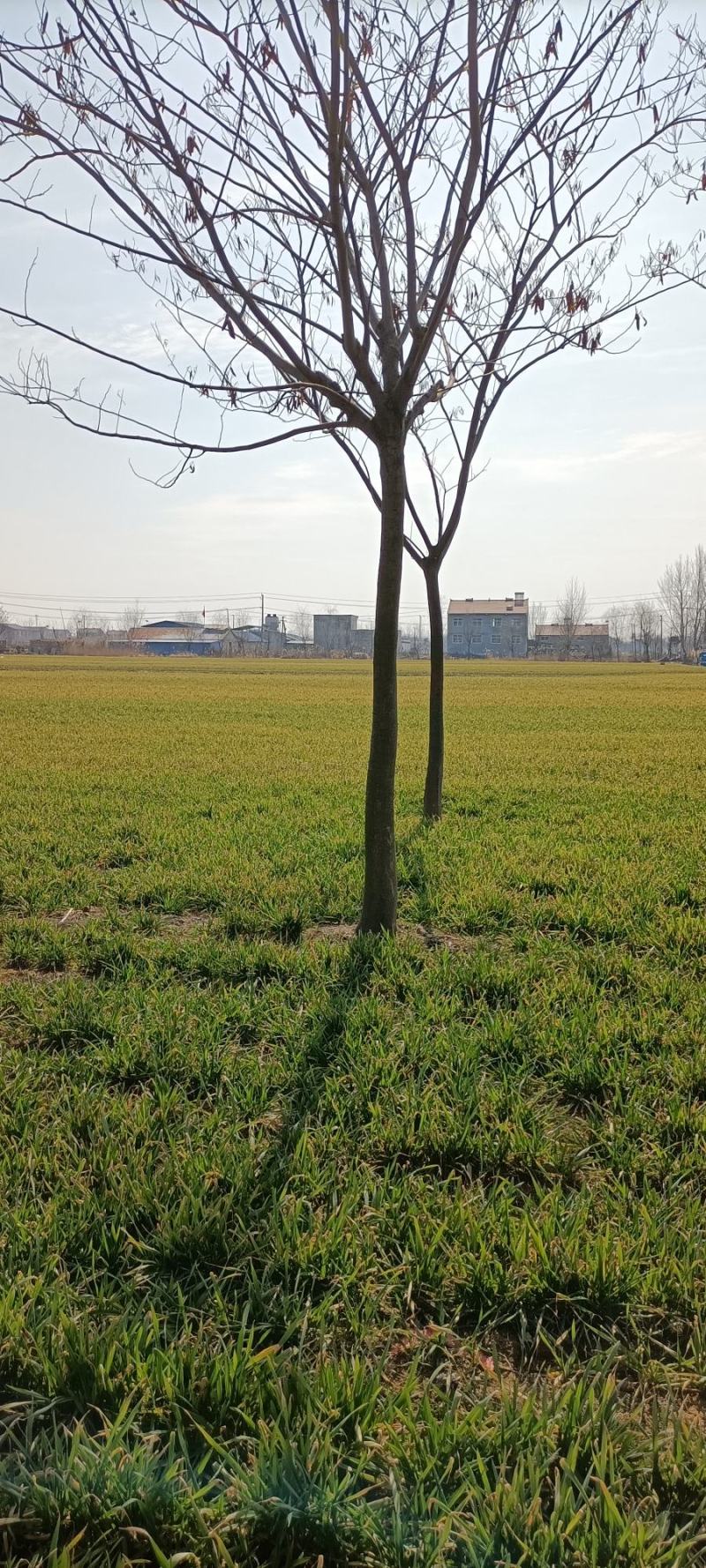 苗木，合欢