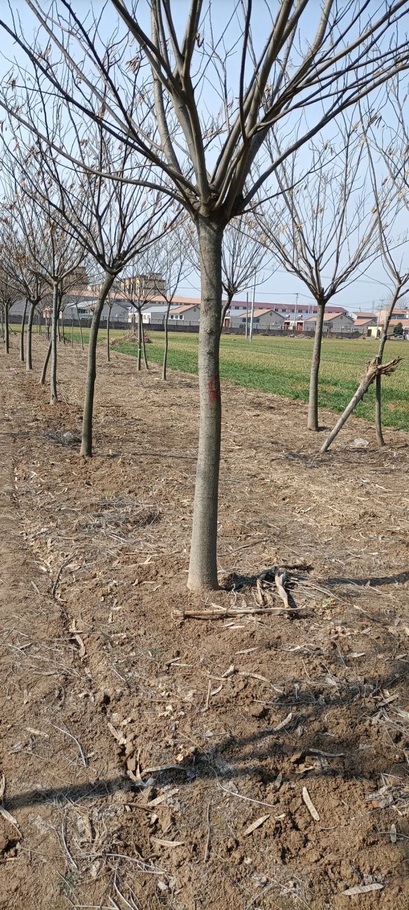 苗木，合欢