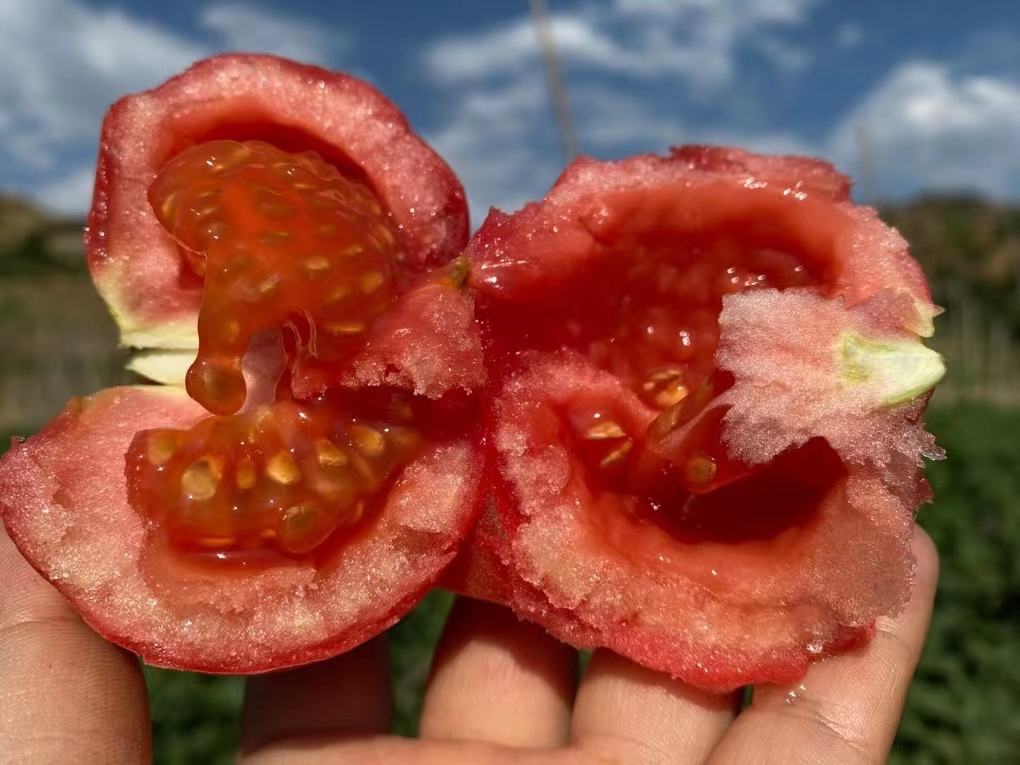 西红柿的植物学结构图