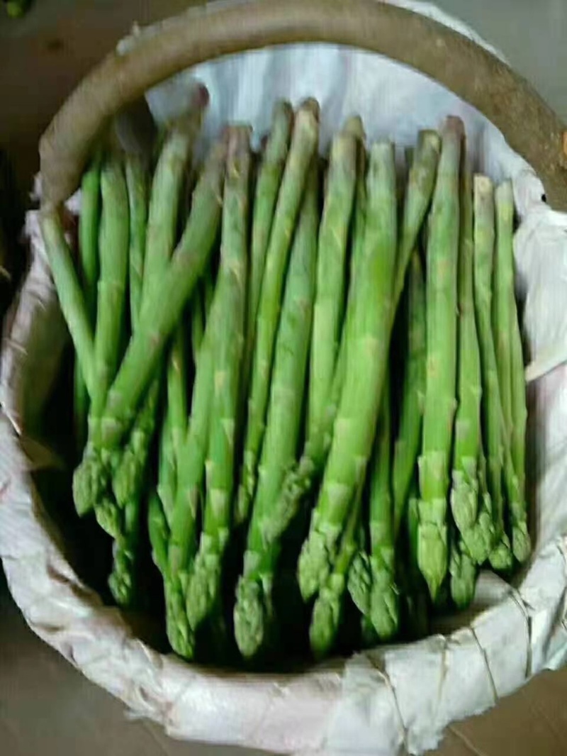 杂交一代穴盘芦笋苗批发，量大优惠，高产抗病，巨鑫源供应