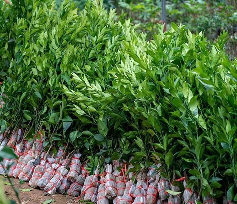 无核粑粑柑与传统有籽粑粑柑对比图