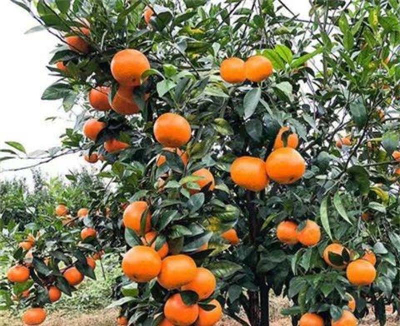广西沃柑树苗武鸣嫁接无核籽091南北种植香橙正宗桔橘子果