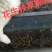 花生秧草颗粒料，牛羊颗粒料