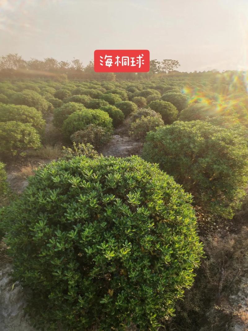 海桐球大量海桐树苗球苗工程绿化苗规格齐全