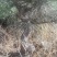 地栽造型黑松，黑松童子功造型盆景素材，黑松半吊子。老化好