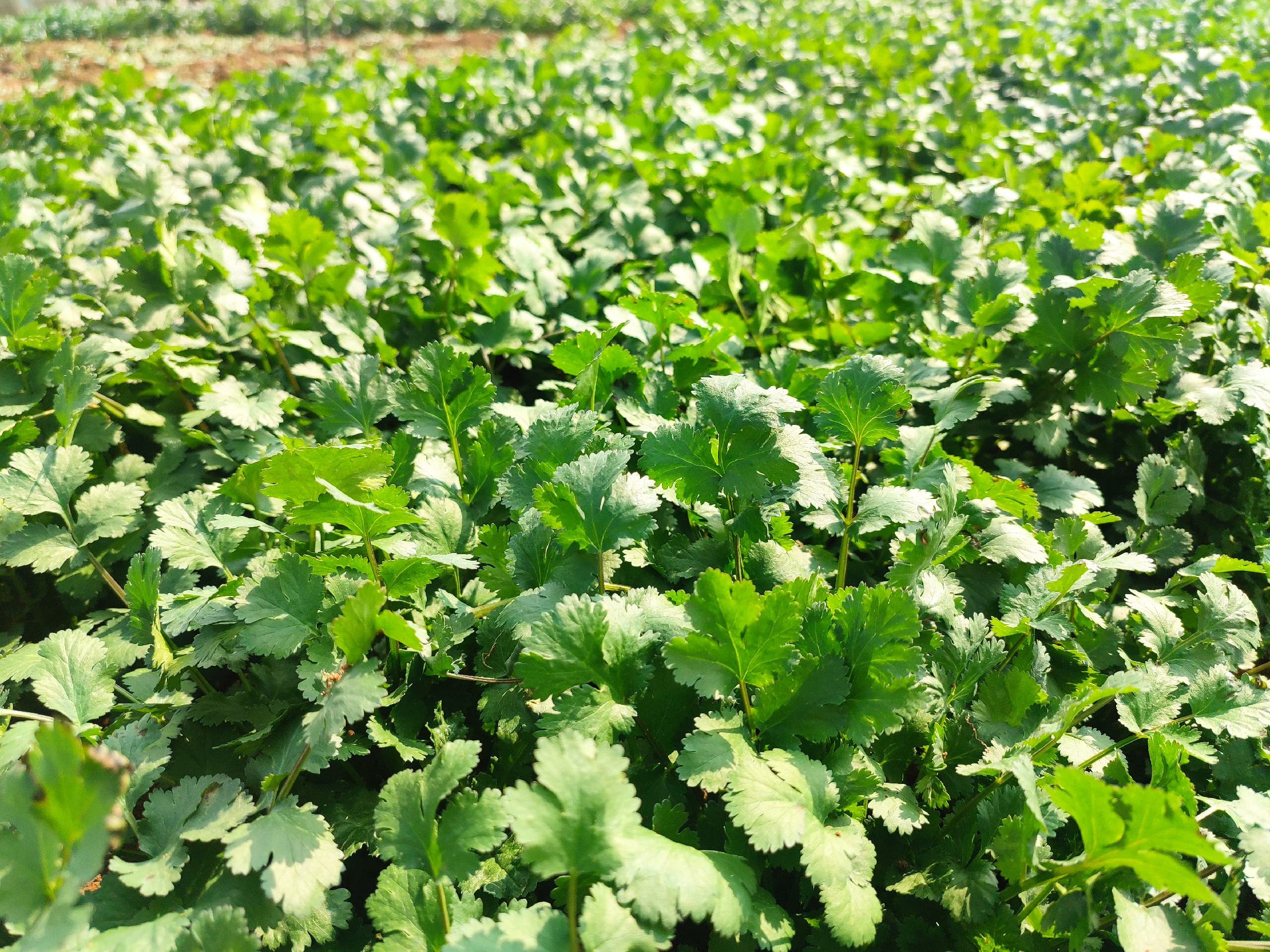香菜抽薹防控核心技术要素可视化图解,涵盖品种、设施、植保三维度标准化操作 香菜抽薹防控技术三位一体示意图:左侧为抗抽薹品种种子特写(表面光滑、千粒重3.2g);中部为遮阳网+微喷系统组合装置;右侧为磷酸二氢钾叶面肥喷施作业(雾化均匀,叶片正反面全覆盖)