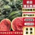 【热销】陕西大棚甜王西瓜，个头均匀！口感好，耐运输