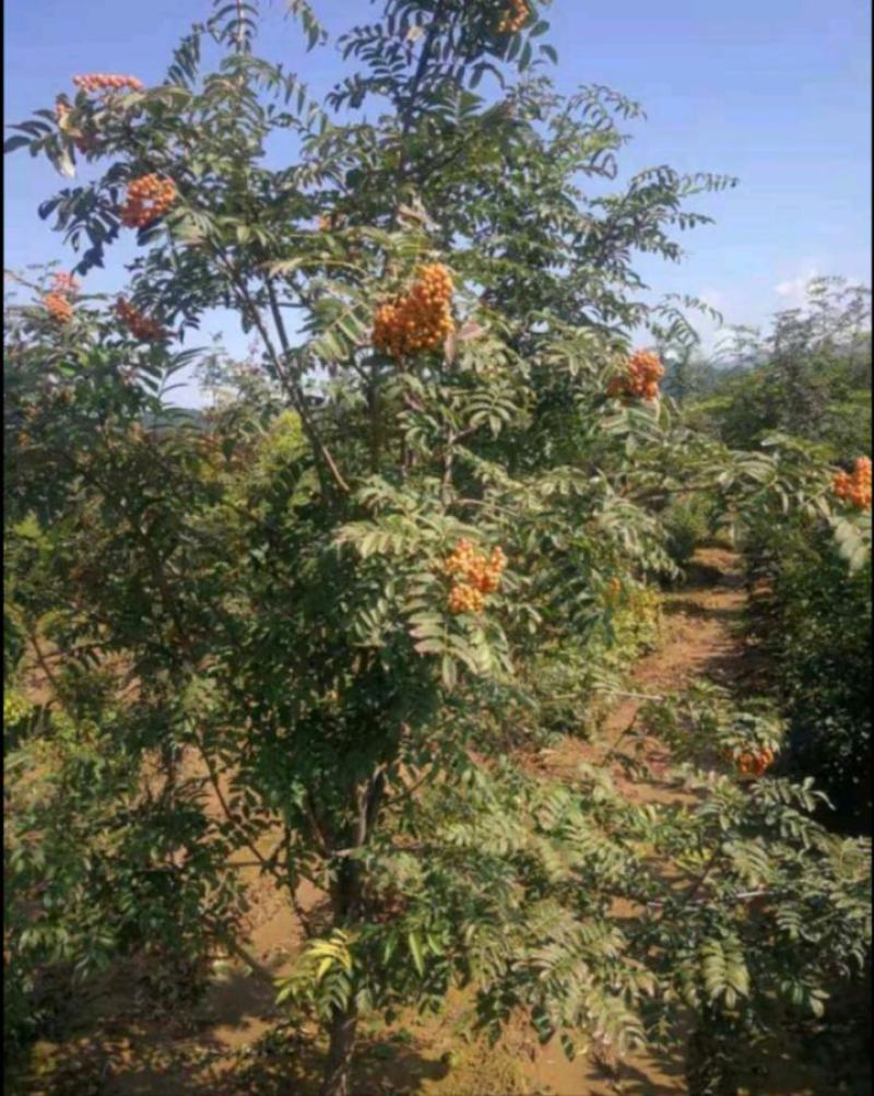 水榆花楸