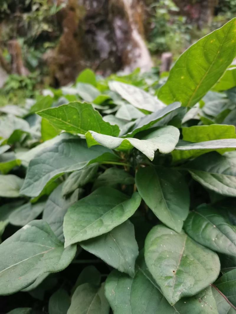 虎杖种子，虎杖种子种苗，基地直发改良虎杖种子