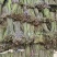 贵州野生新鲜蕨菜
