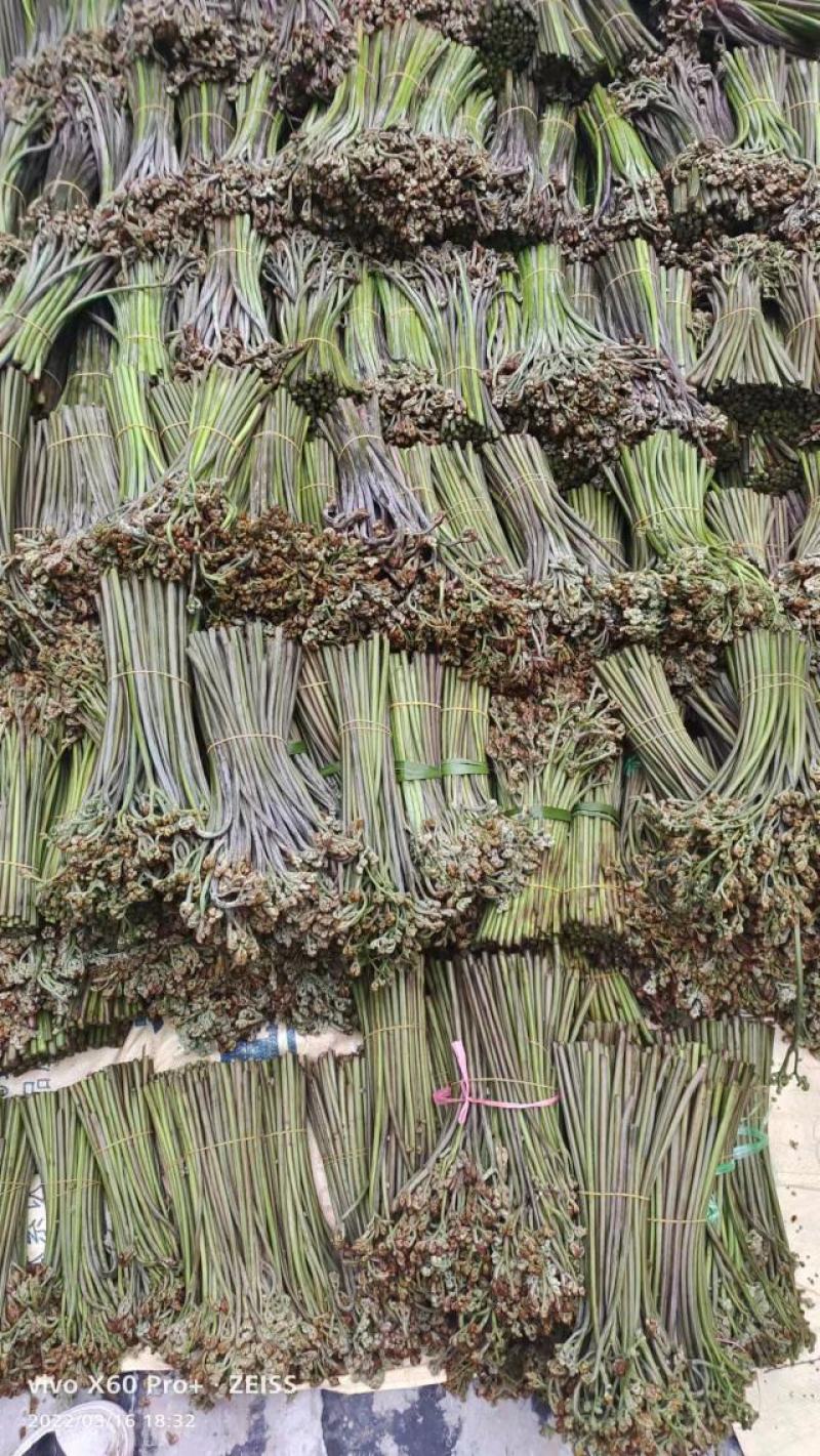贵州野生新鲜蕨菜