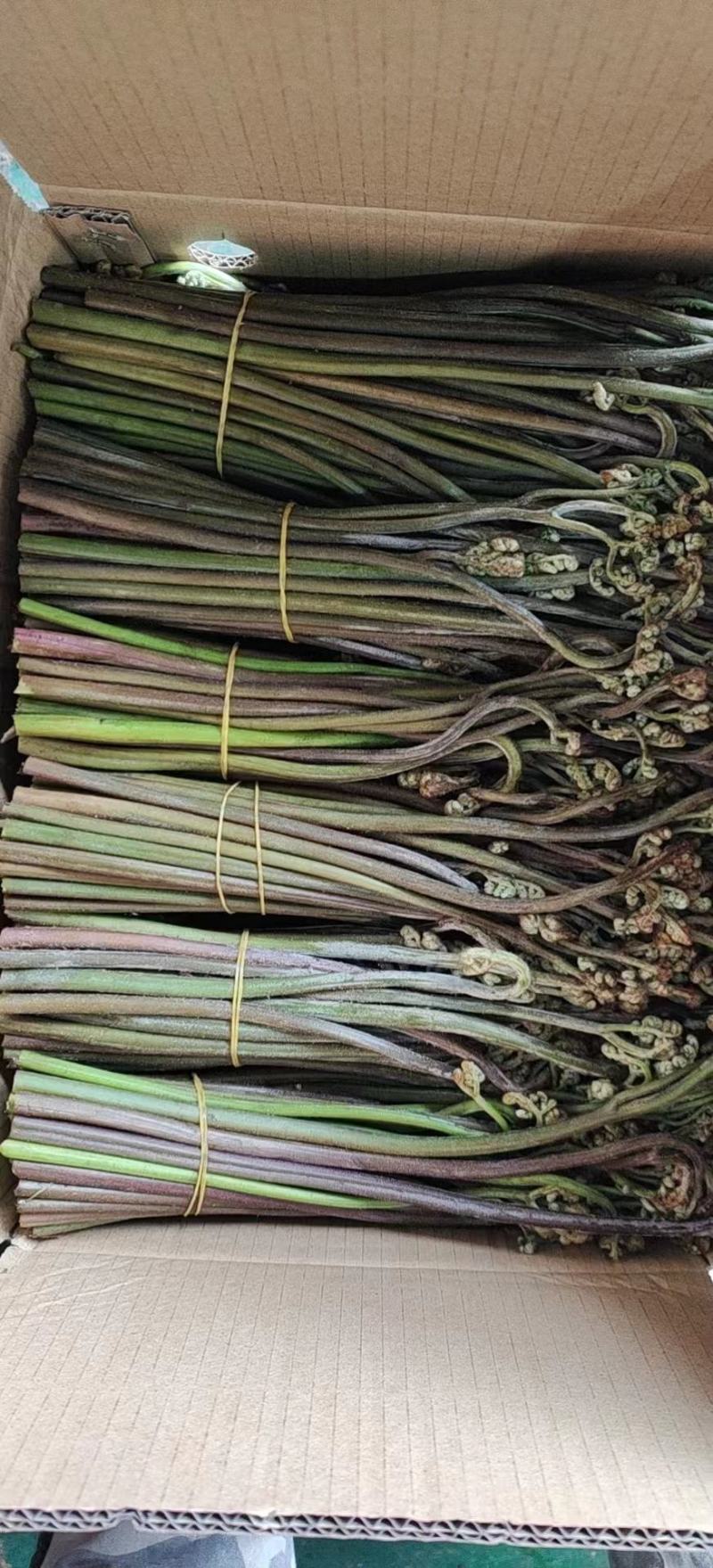 贵州野生新鲜蕨菜