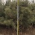 油松基地150-500规格齐全