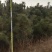 油松基地150-500规格齐全