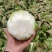 黄心白菜湖北大白菜产地批发量大价优欢迎来电咨询