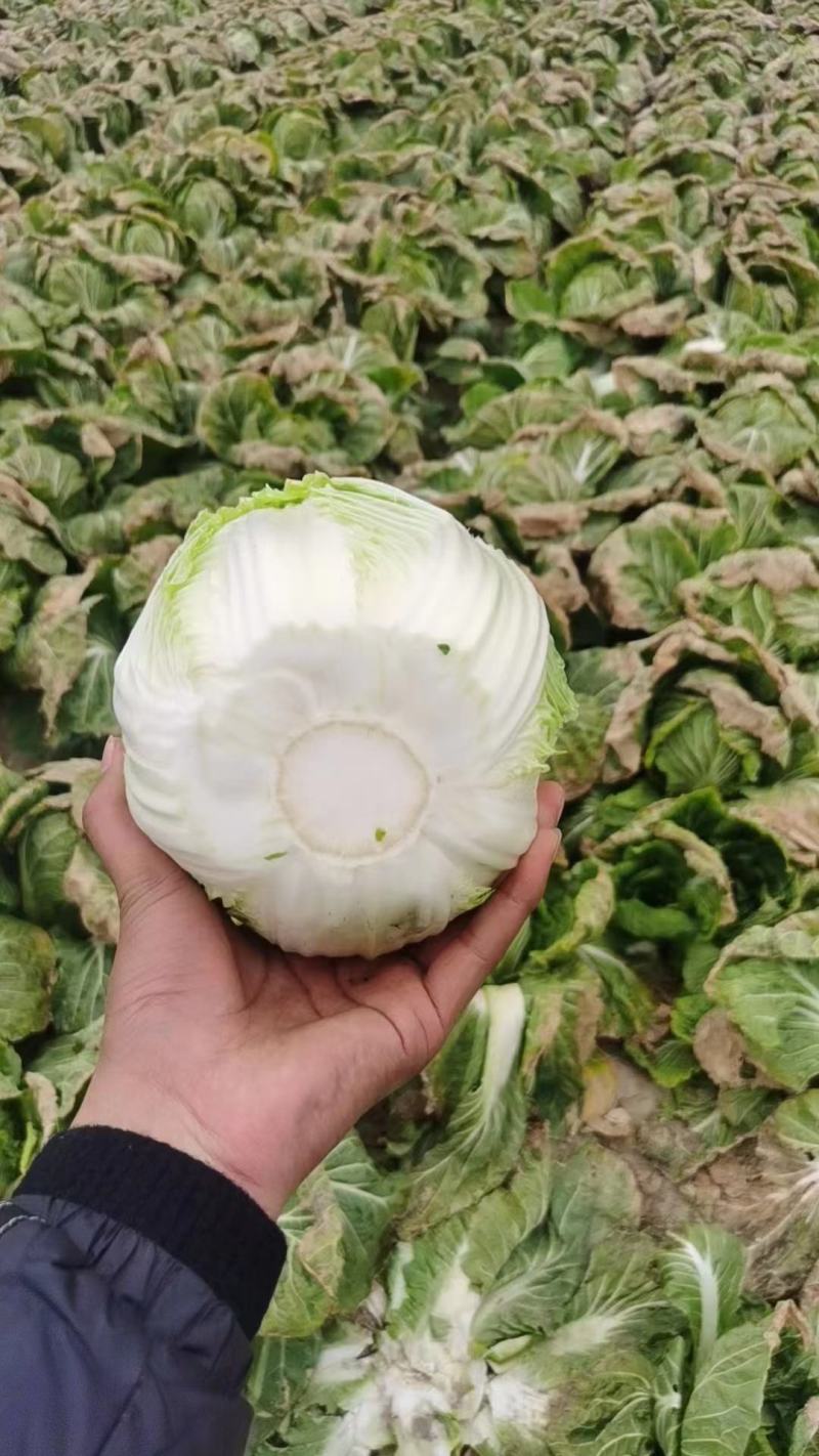 黄心白菜湖北大白菜产地批发量大价优欢迎来电咨询