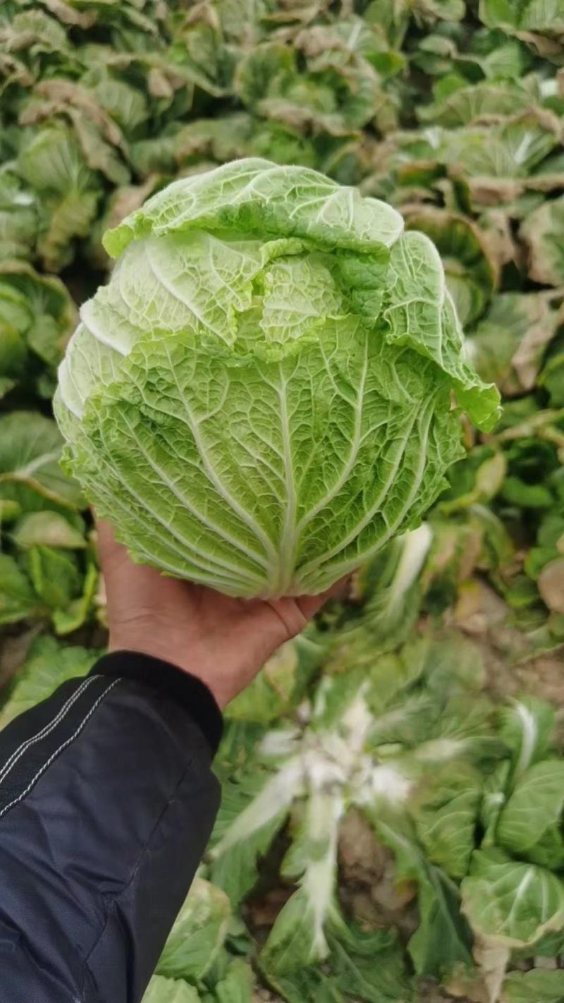 黄心白菜湖北大白菜产地批发量大价优欢迎来电咨询
