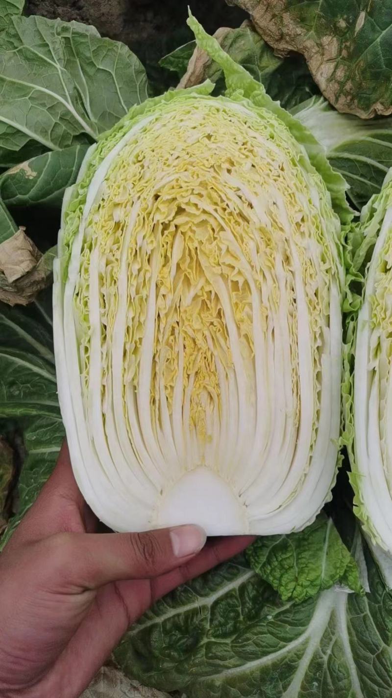 黄心白菜湖北大白菜产地批发量大价优欢迎来电咨询