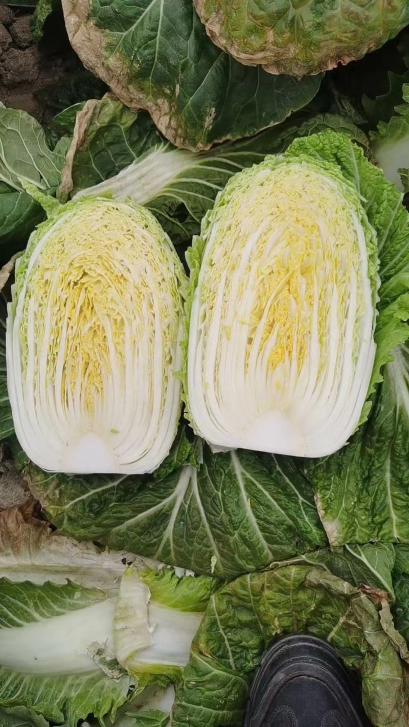 黄心白菜湖北大白菜产地批发量大价优欢迎来电咨询