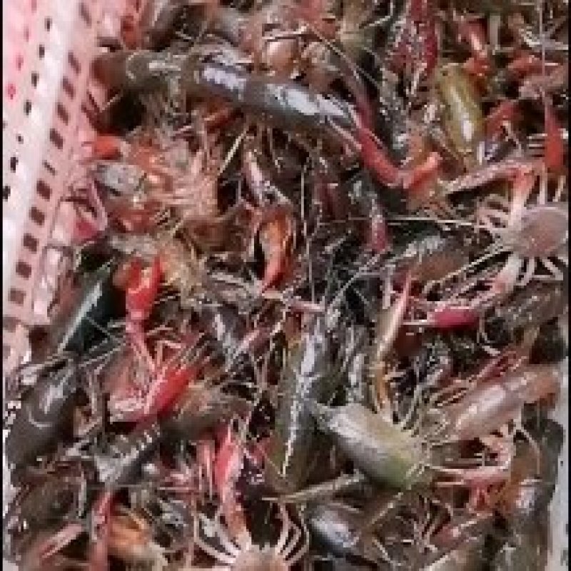 潜江市小龙虾上市了全球龙虾看中国！中国龙虾看湖北在看潜江