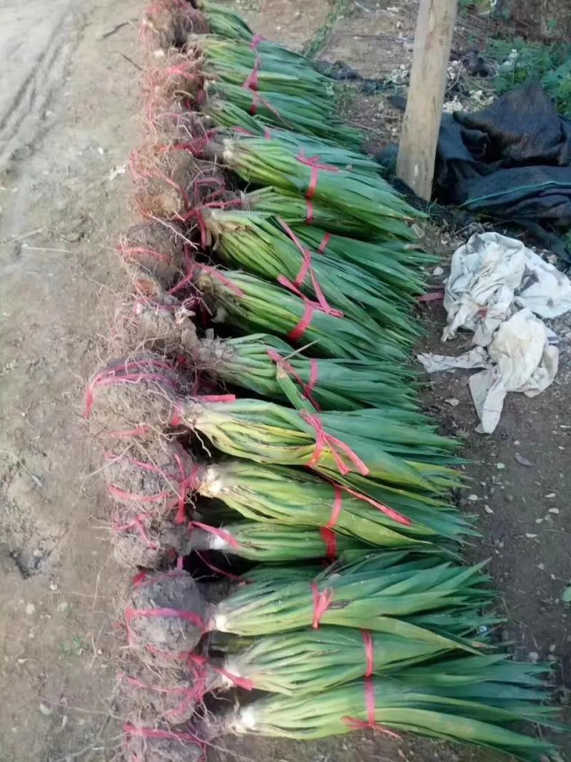 剑麻苗规格齐全大量现货工程绿化剑麻苗