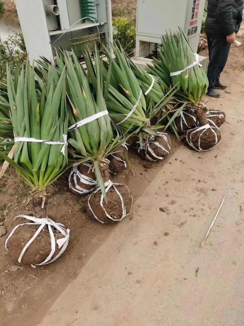 剑麻苗规格齐全大量现货工程绿化剑麻苗
