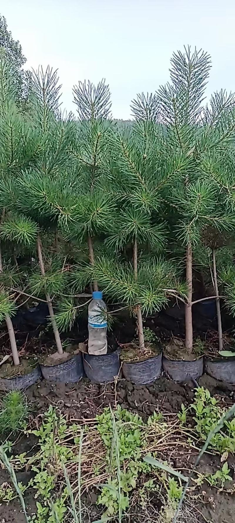 各种营养杯樟子松