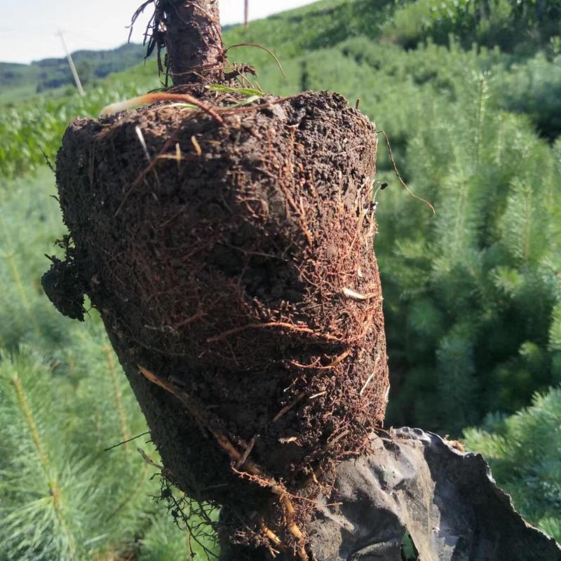 各种营养杯樟子松