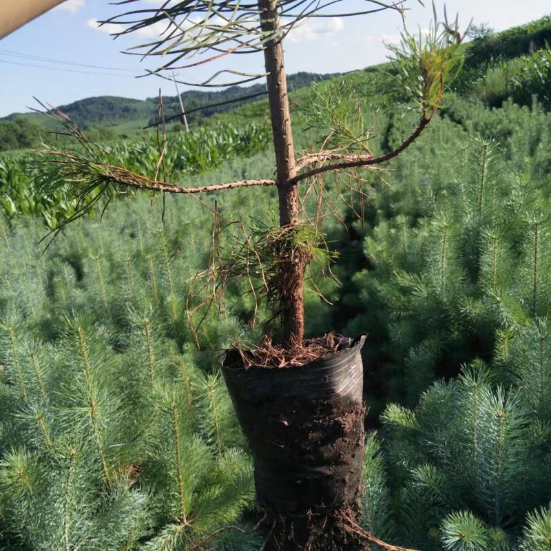 各种营养杯樟子松