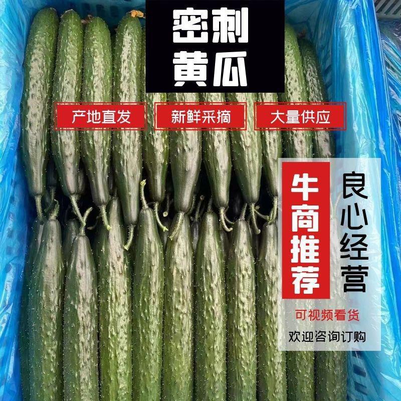 黄瓜聊城莘县精品黄瓜鲜花带刺质量保证可对接商超