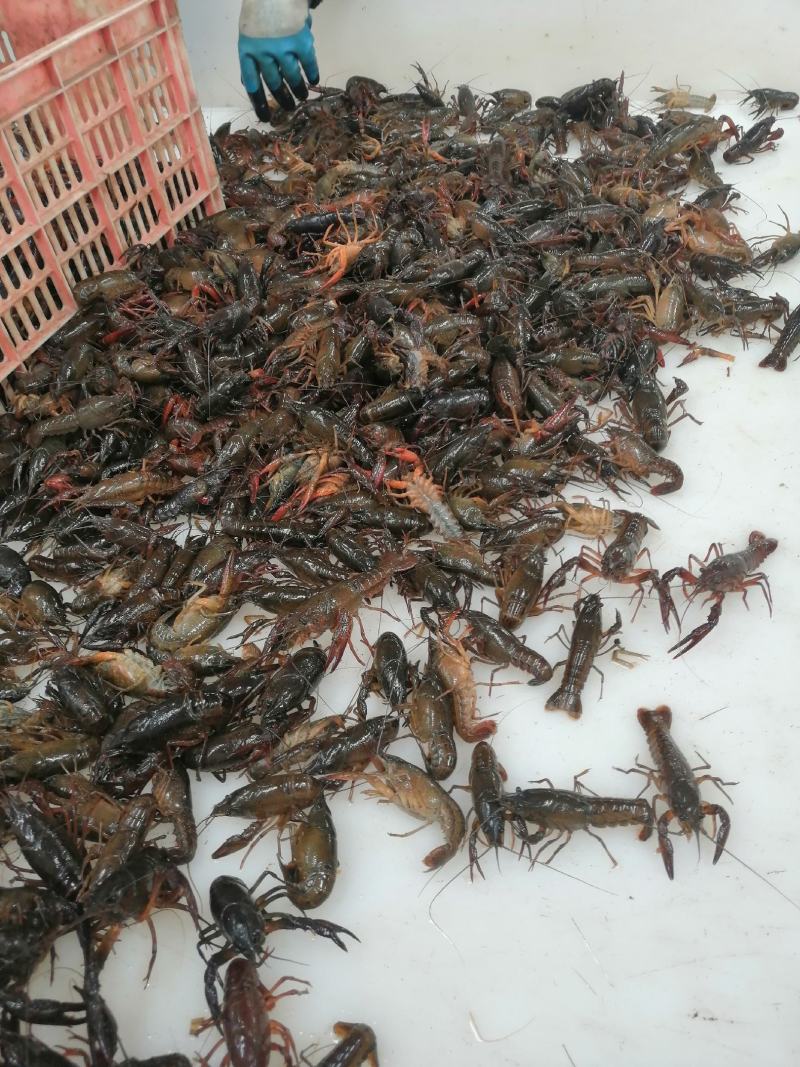 潜江市小龙虾上市了全球龙虾看中国！中国龙虾看湖北在看潜江