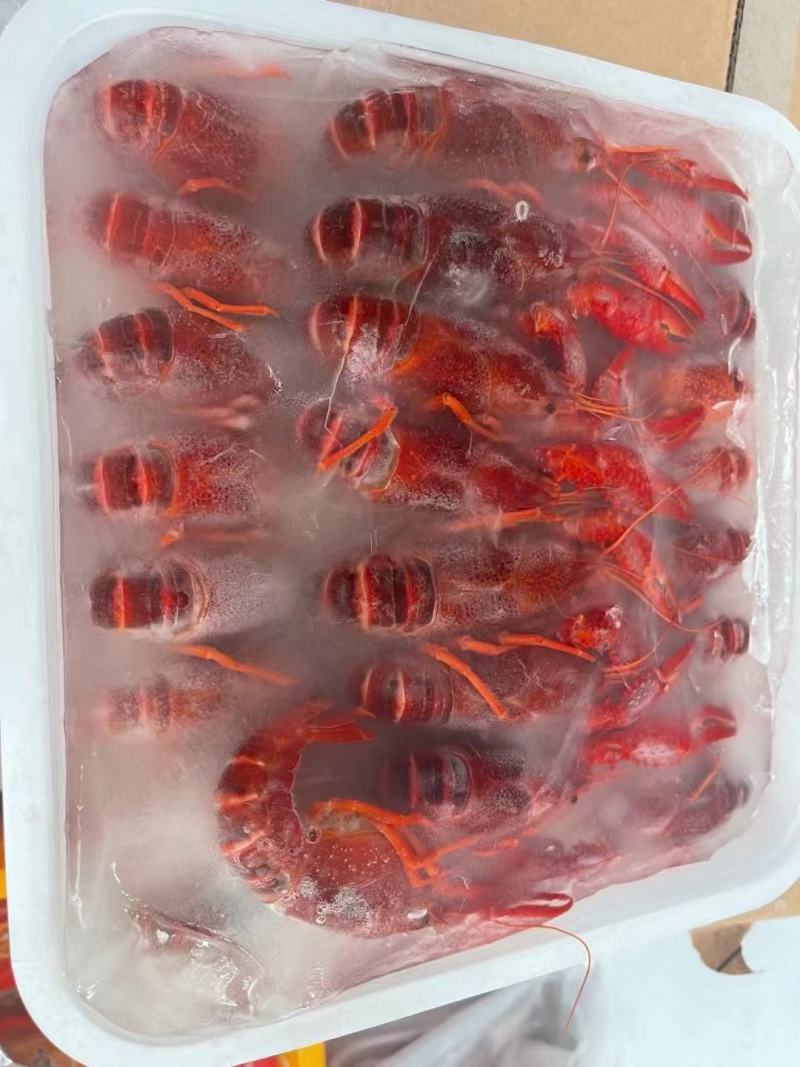 清水冻虾，价格美丽，货源充足
