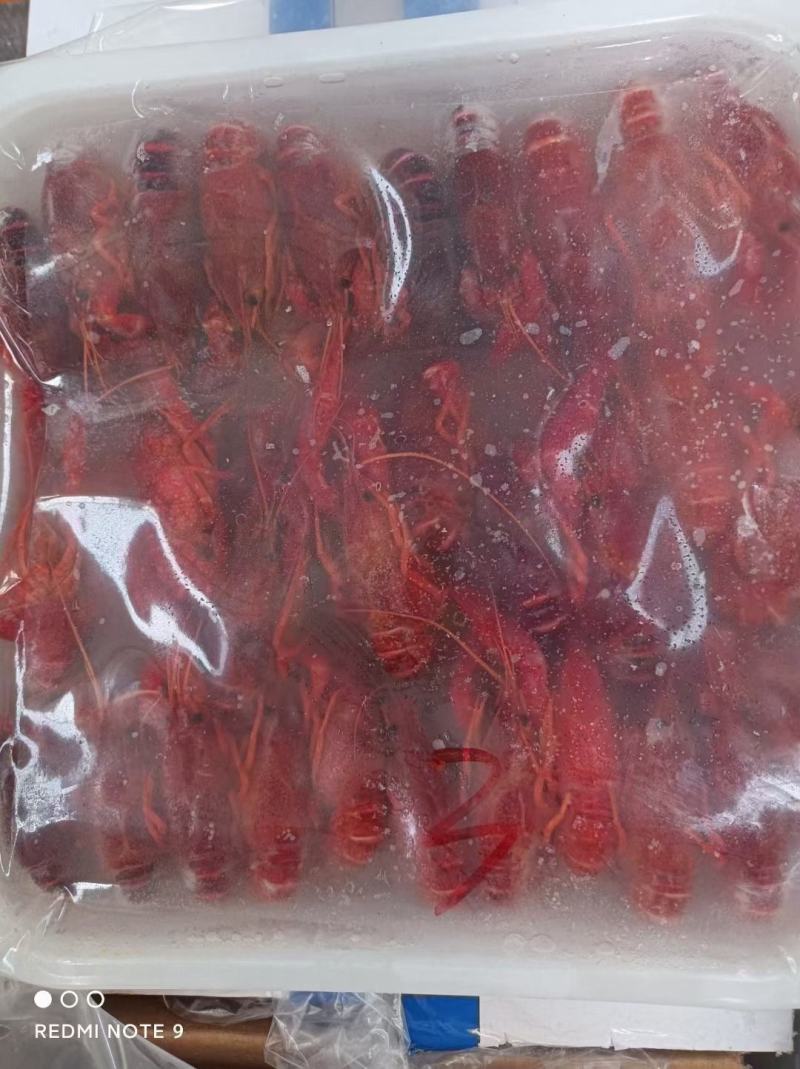 清水冻虾，价格美丽，货源充足