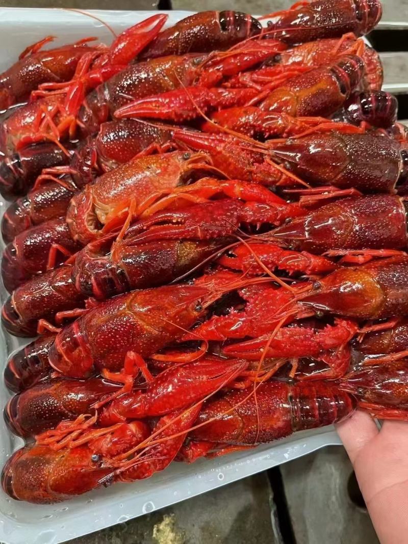 清水冻虾，价格美丽，货源充足