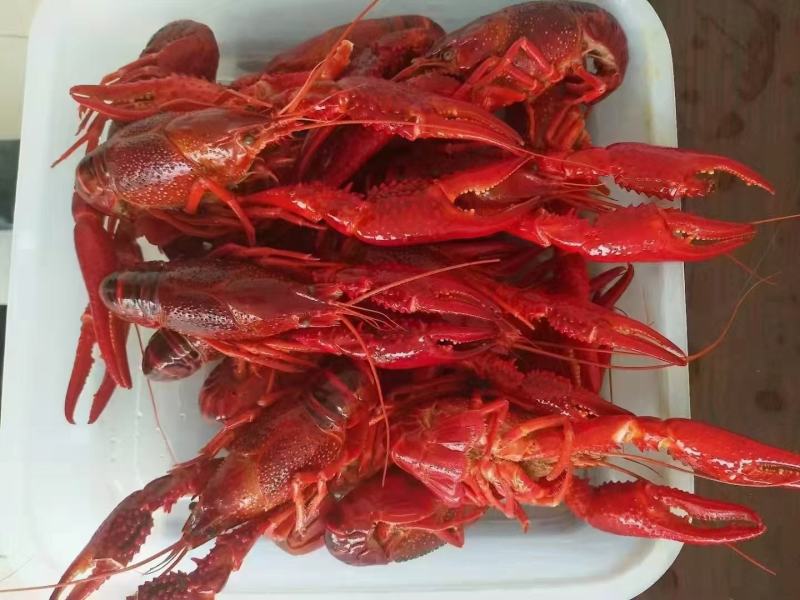 清水冻虾，价格美丽，货源充足