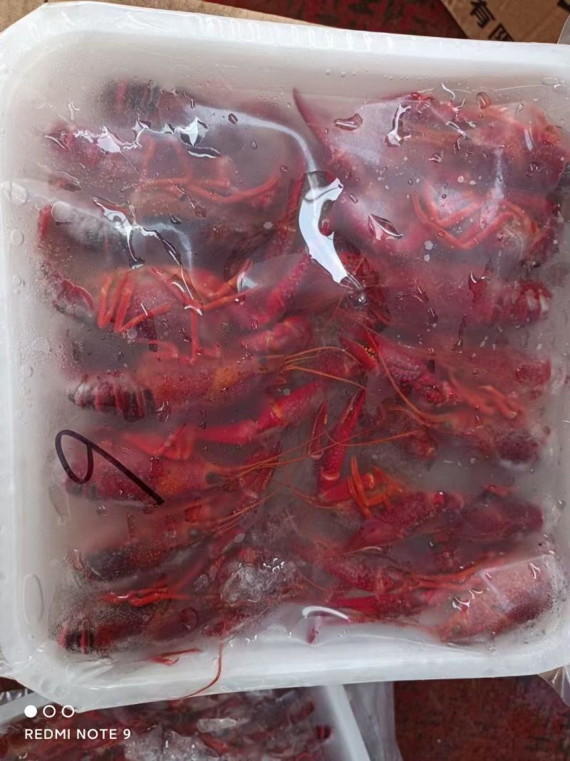 清水冻虾，价格美丽，货源充足