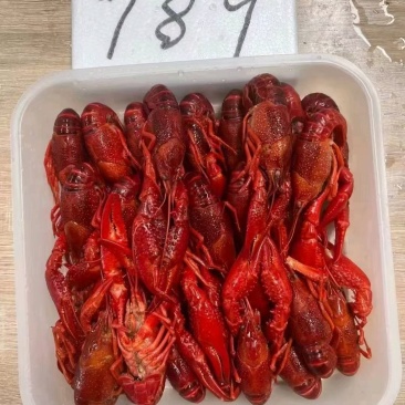 清水冻虾，价格美丽，货源充足