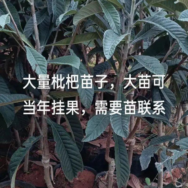 枇杷苗营养杯枇杷苗大五星品种齐全价格低廉