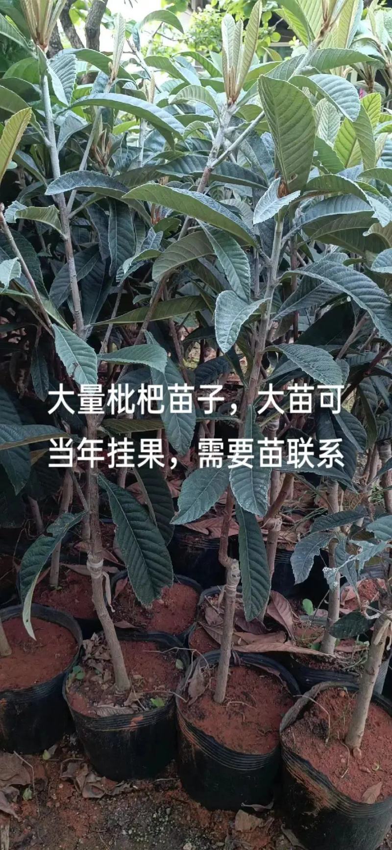 枇杷苗营养杯枇杷苗大五星品种齐全价格低廉