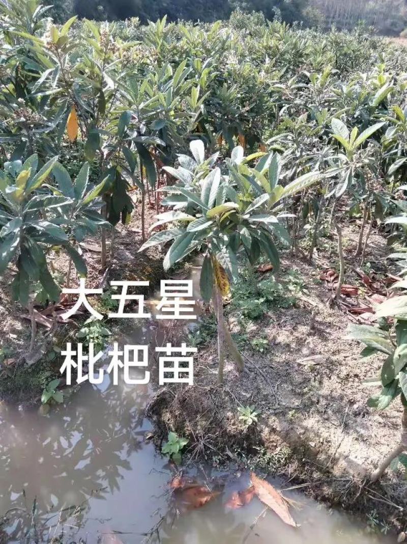 枇杷苗营养杯枇杷苗大五星品种齐全价格低廉