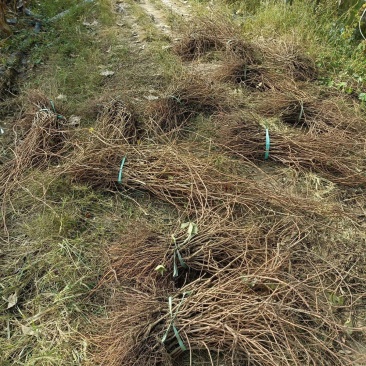 爬山虎五叶地锦带泥浆杯苗量大30公分-50公分