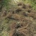 爬山虎五叶地锦带泥浆杯苗量大30公分-50公分