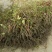 爬山虎五叶地锦带泥浆杯苗量大30公分-50公分