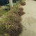 爬山虎五叶地锦带泥浆杯苗量大30公分-50公分