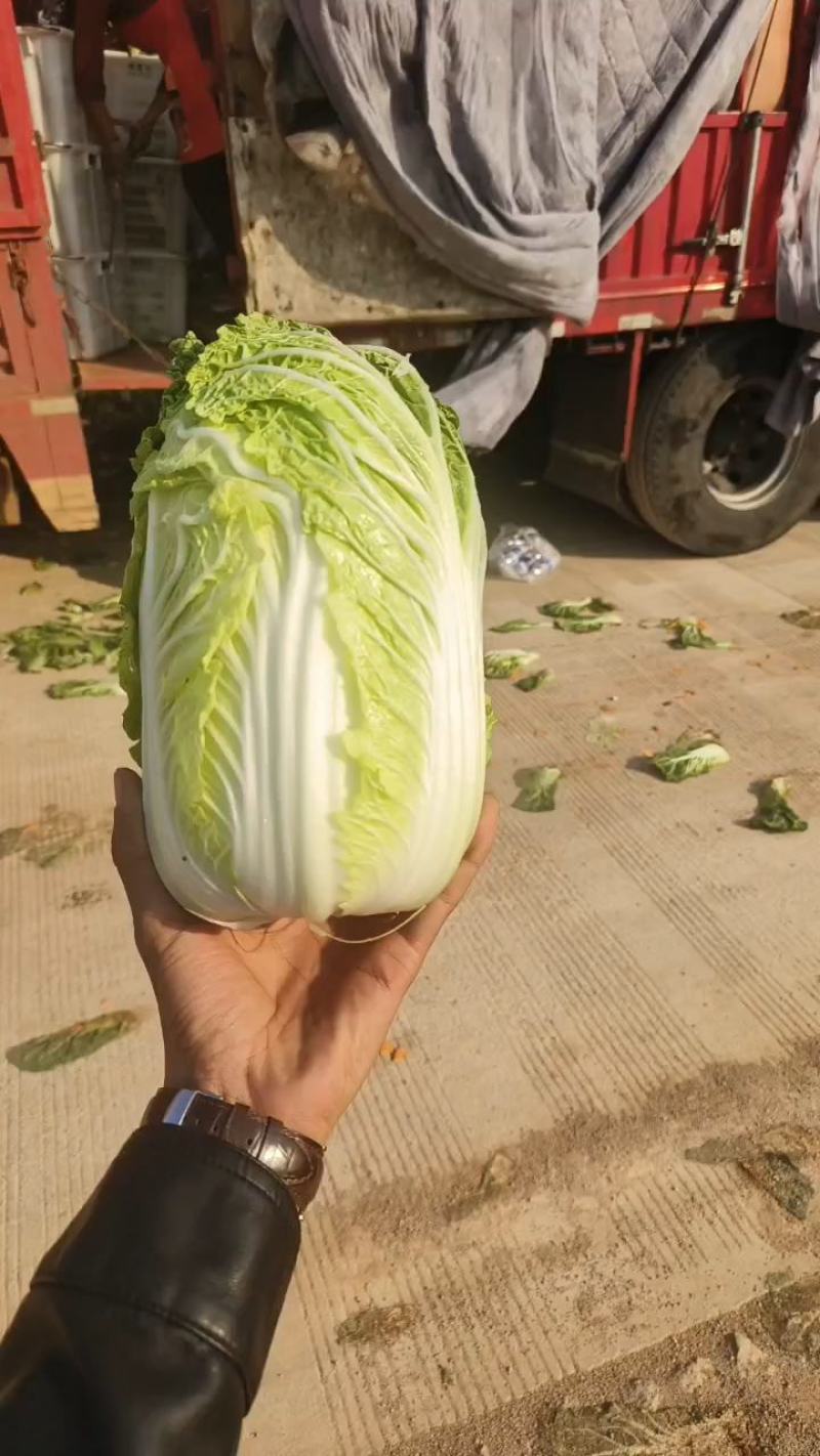 云南红河娃娃菜产地直销，现摘现发，货源充足，大量供货