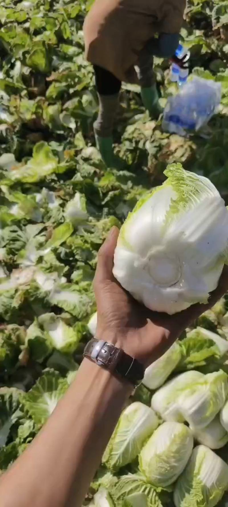 云南红河娃娃菜产地直销，现摘现发，货源充足，大量供货